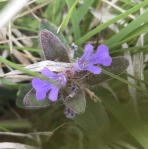 Ajuga australis at Yaouk, NSW - 28 Nov 2021