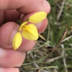 Diuris monticola (Highland Golden Moths) at Yaouk, NSW - 28 Nov 2021 by Tapirlord