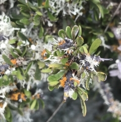 Melicytus angustifolius subsp. divaricatus (Divaricate Tree Violet) at Yaouk, NSW - 27 Nov 2021 by Tapirlord