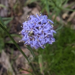 Brunonia australis (Blue Pincushion) at Coppabella, NSW - 3 Dec 2021 by Darcy