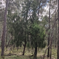 Exocarpos cupressiformis (Cherry Ballart) at Coppabella, NSW - 3 Dec 2021 by Darcy