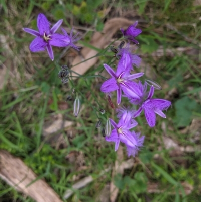 Thysanotus tuberosus (Common Fringe-lily) at Coppabella, NSW - 3 Dec 2021 by Darcy