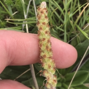 Plantago euryphylla at Yaouk, NSW - 28 Nov 2021 10:50 AM