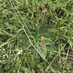 Plantago euryphylla at Yaouk, NSW - 28 Nov 2021 10:50 AM