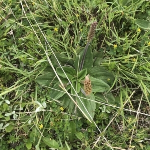 Plantago euryphylla at Yaouk, NSW - 28 Nov 2021 10:50 AM