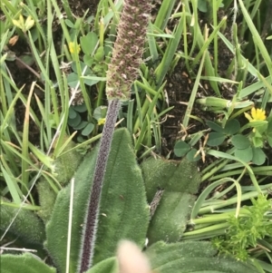 Plantago euryphylla at Yaouk, NSW - 28 Nov 2021 10:50 AM