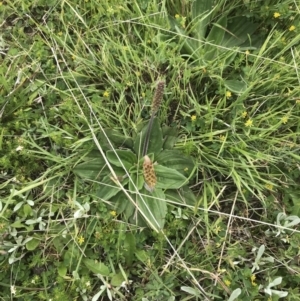 Plantago euryphylla at Yaouk, NSW - 28 Nov 2021 10:50 AM