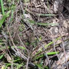 Stylidium armeria at Coppabella, NSW - 3 Dec 2021