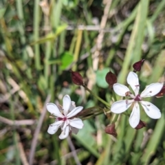 Burchardia umbellata (Milkmaids) at Coppabella, NSW - 3 Dec 2021 by Darcy