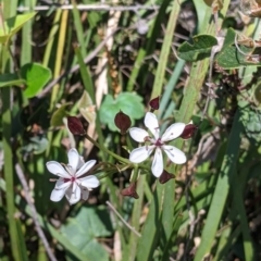 Burchardia umbellata at Coppabella, NSW - 3 Dec 2021