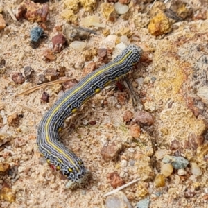 Chlenias banksiaria group at Isaacs, ACT - 5 Dec 2021