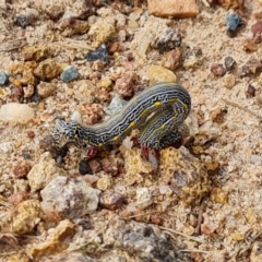 Chlenias banksiaria group at Isaacs, ACT - 5 Dec 2021