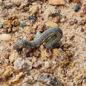 Chlenias banksiaria group at Isaacs, ACT - 5 Dec 2021