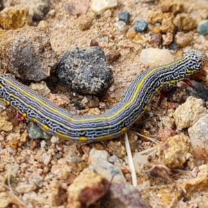 Chlenias banksiaria group at Isaacs, ACT - 5 Dec 2021