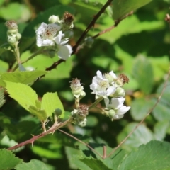 Rubus anglocandicans (Blackberry) at Yackandandah, VIC - 4 Dec 2021 by KylieWaldon