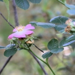Rosa rubiginosa (Sweet Briar, Eglantine) at Yackandandah, VIC - 5 Dec 2021 by KylieWaldon