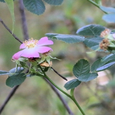 Rosa rubiginosa (Sweet Briar, Eglantine) at Yackandandah, VIC - 5 Dec 2021 by KylieWaldon