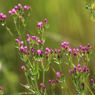 Centaurium sp. (Centaury) at Yackandandah, VIC - 5 Dec 2021 by KylieWaldon
