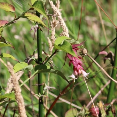 Leycesteria formosa (Himalayan Honeysuckle) at Yackandandah, VIC - 5 Dec 2021 by KylieWaldon