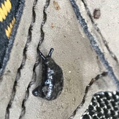 Cystopelta astra (Snowy Mountains Humpback Slug) at Rossi, NSW - 4 Dec 2021 by Tapirlord