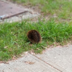 Tachyglossus aculeatus (Short-beaked Echidna) at Hawker, ACT - 5 Dec 2021 by AlisonMilton