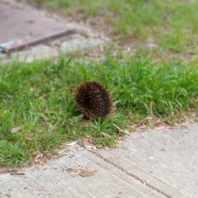 Tachyglossus aculeatus (Short-beaked Echidna) at Hawker, ACT - 5 Dec 2021 by AlisonMilton