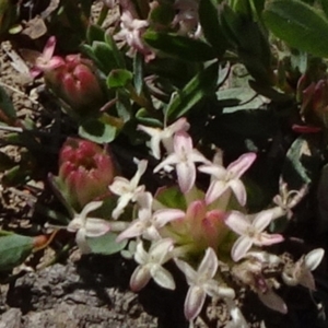 Pimelea glauca at Dry Plain, NSW - 15 Nov 2020