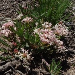 Pimelea glauca at Dry Plain, NSW - 15 Nov 2020