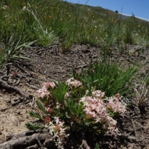 Pimelea glauca at Dry Plain, NSW - 15 Nov 2020