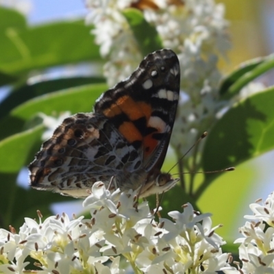 Vanessa kershawi (Australian Painted Lady) at Kaleen, ACT - 29 Nov 2021 by Tammy