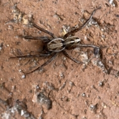 Artoriopsis sp. (genus) (Unidentified Artoriopsis wolf spider) at Jerrabomberra, NSW - 5 Dec 2021 by SteveBorkowskis