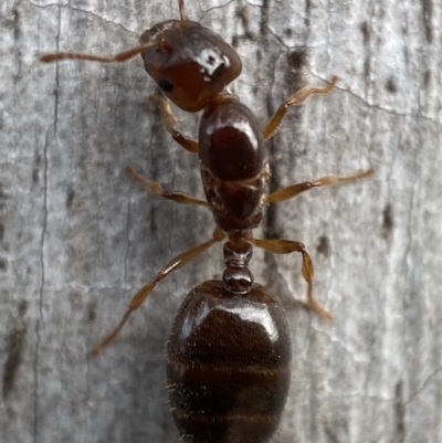 Myrmicinae (subfamily) at Jerrabomberra, NSW - 5 Dec 2021 by Steve_Bok