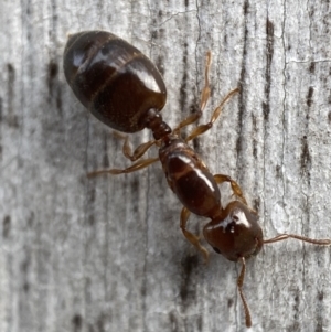 Myrmicinae (subfamily) at Jerrabomberra, NSW - 5 Dec 2021