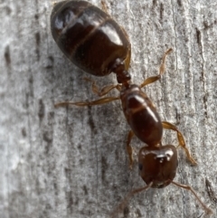 Myrmicinae (subfamily) at Jerrabomberra, NSW - 5 Dec 2021