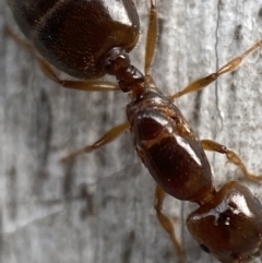 Myrmicinae (subfamily) at Jerrabomberra, NSW - 5 Dec 2021