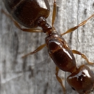 Myrmicinae (subfamily) at Jerrabomberra, NSW - 5 Dec 2021