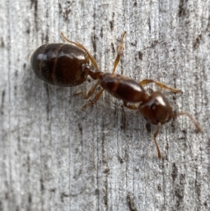 Myrmicinae (subfamily) at Jerrabomberra, NSW - 5 Dec 2021