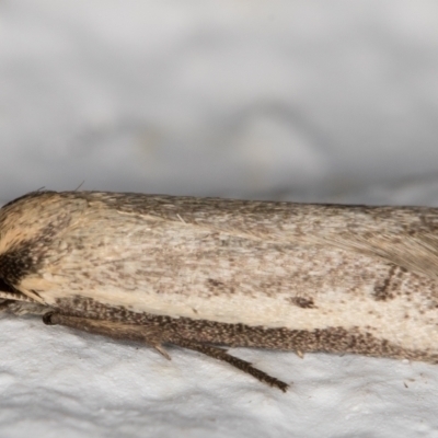 Philobota mathematica group undescribed species. (A concealer moth) at Melba, ACT - 17 Sep 2021 by kasiaaus