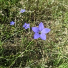 Wahlenbergia sp. (Bluebell) at Nanima, NSW - 2 Dec 2021 by Miko