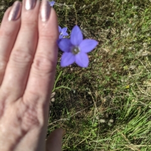 Wahlenbergia sp. at Nanima, NSW - 2 Dec 2021