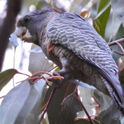 Callocephalon fimbriatum (Gang-gang Cockatoo) at Deakin, ACT - 5 Dec 2021 by LisaH