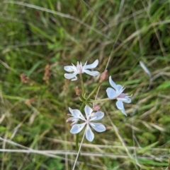 Burchardia umbellata (Milkmaids) at Nanima, NSW - 27 Nov 2021 by Miko