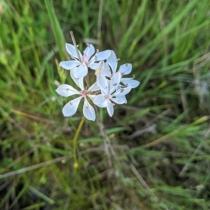 Burchardia umbellata at Nanima, NSW - 28 Nov 2021