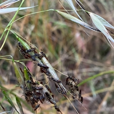 Lasioglossum (Homalictus) punctatum (A halictid bee) at Hughes, ACT - 5 Dec 2021 by LisaH