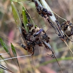 Lasioglossum (Homalictus) punctatum at Hughes, ACT - 5 Dec 2021 07:47 PM