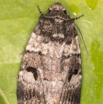 Thoracolopha flexirena (Zoned Noctuid) at Melba, ACT - 17 Sep 2021 by kasiaaus