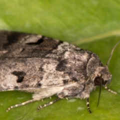 Thoracolopha flexirena at Melba, ACT - 17 Sep 2021 10:48 PM