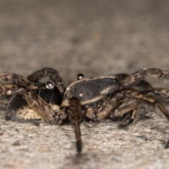 Venatrix speciosa at Melba, ACT - 17 Sep 2021