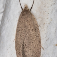 Chezala privatella (A Concealer moth) at Melba, ACT - 18 Sep 2021 by kasiaaus