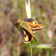 Ocybadistes walkeri (Green Grass-dart) at Mount Painter - 29 Nov 2021 by drakes